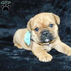 Teddy, Miniature Bulldog Puppy